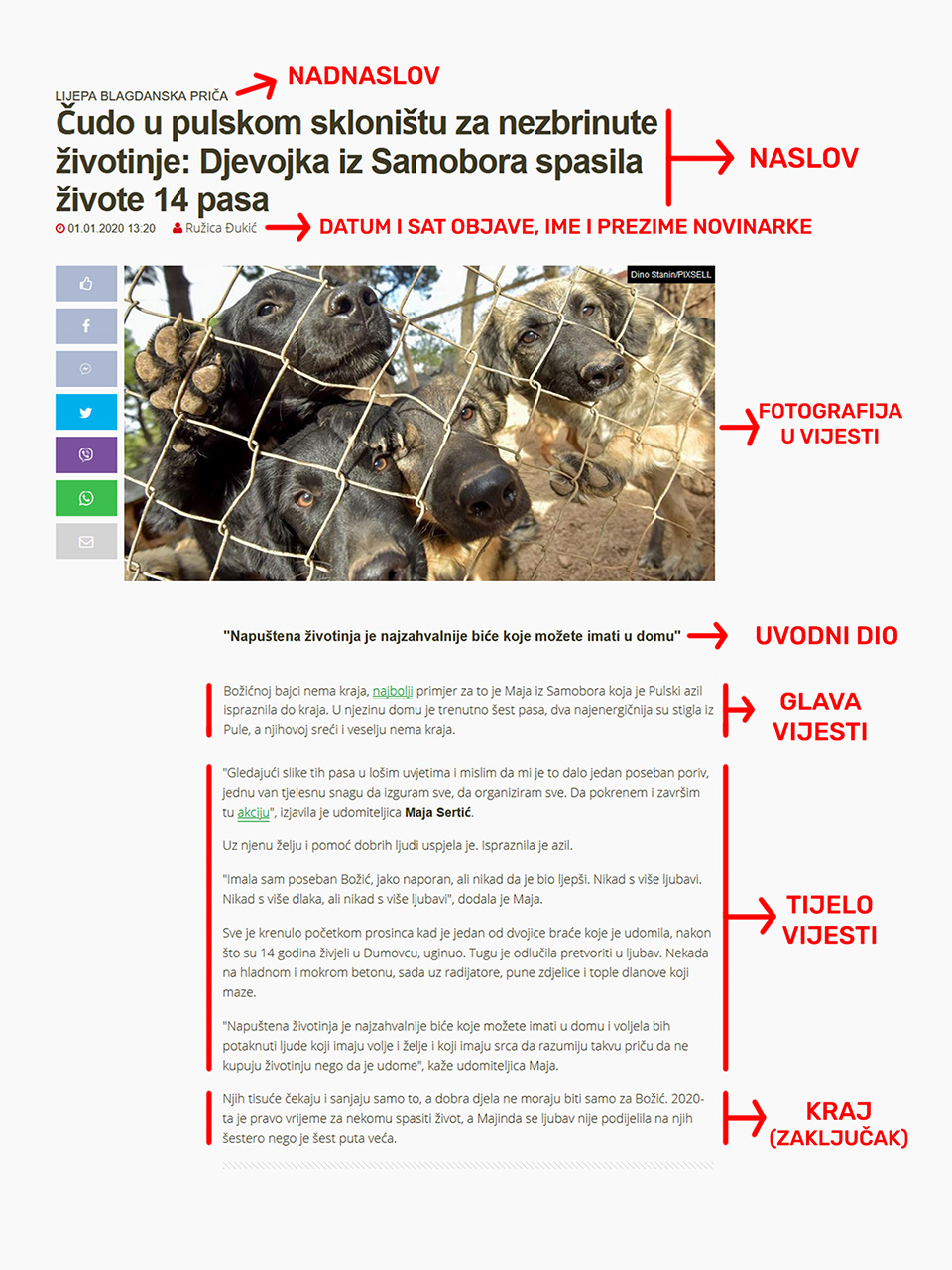 Novinska vijest o životinjama spašenima iz pulskog azila na primjeru koje je prikazan layout novinskog članka s najvažnijim dijelovima istoga. 
