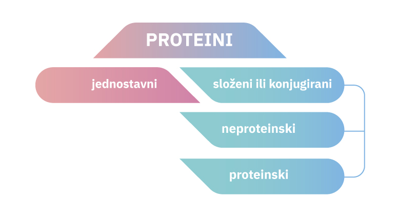 Fotografija je umna mapa podjele proteina. Mogu biti jednostavni i složeni ili konjugirani, neproteinski  i proteinski.