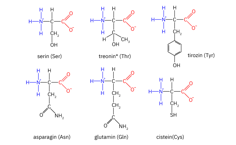 Fotografija prikazuje strukturne formule 6 neutralnih polarnih aminokiselina. Amino skupina je obojana plavom bojom, a karboksilna crvenom.Prikazani su: serin, treonin, tirozin, asparagin, glutamin, cistein.