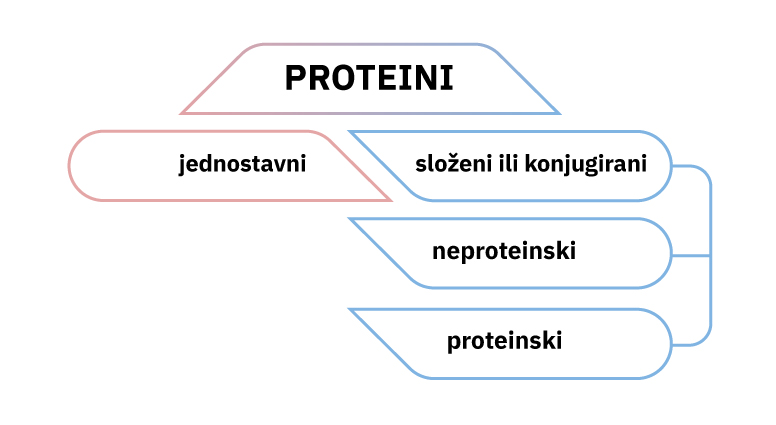Fotografija je umna mapa podjele proteina. Mogu biti jednostavni i složeni ili konjugirani, neproteinski  i proteinski.