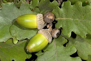 Hrast kitnjak