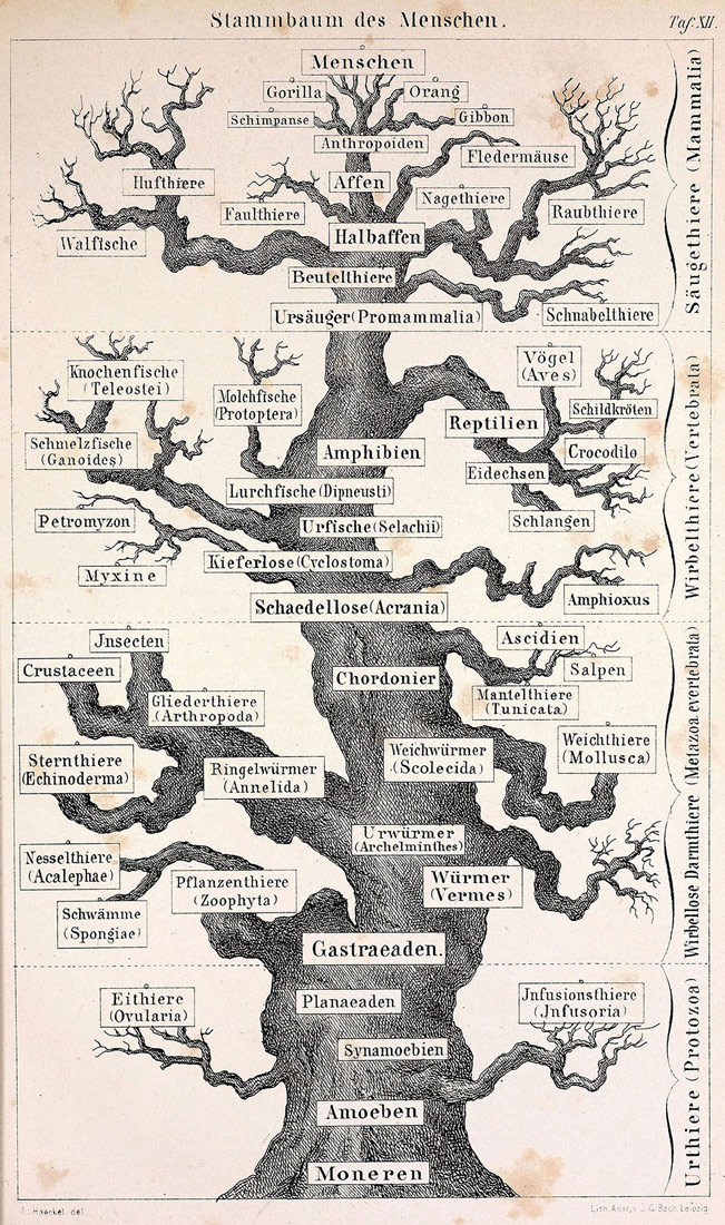 Slika 2. Evolucijsko stablo koje prikazuje srodnost čovjeka i drugih skupina organizama, Ernst Haeckel, 1874.