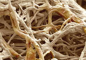 Penicillium