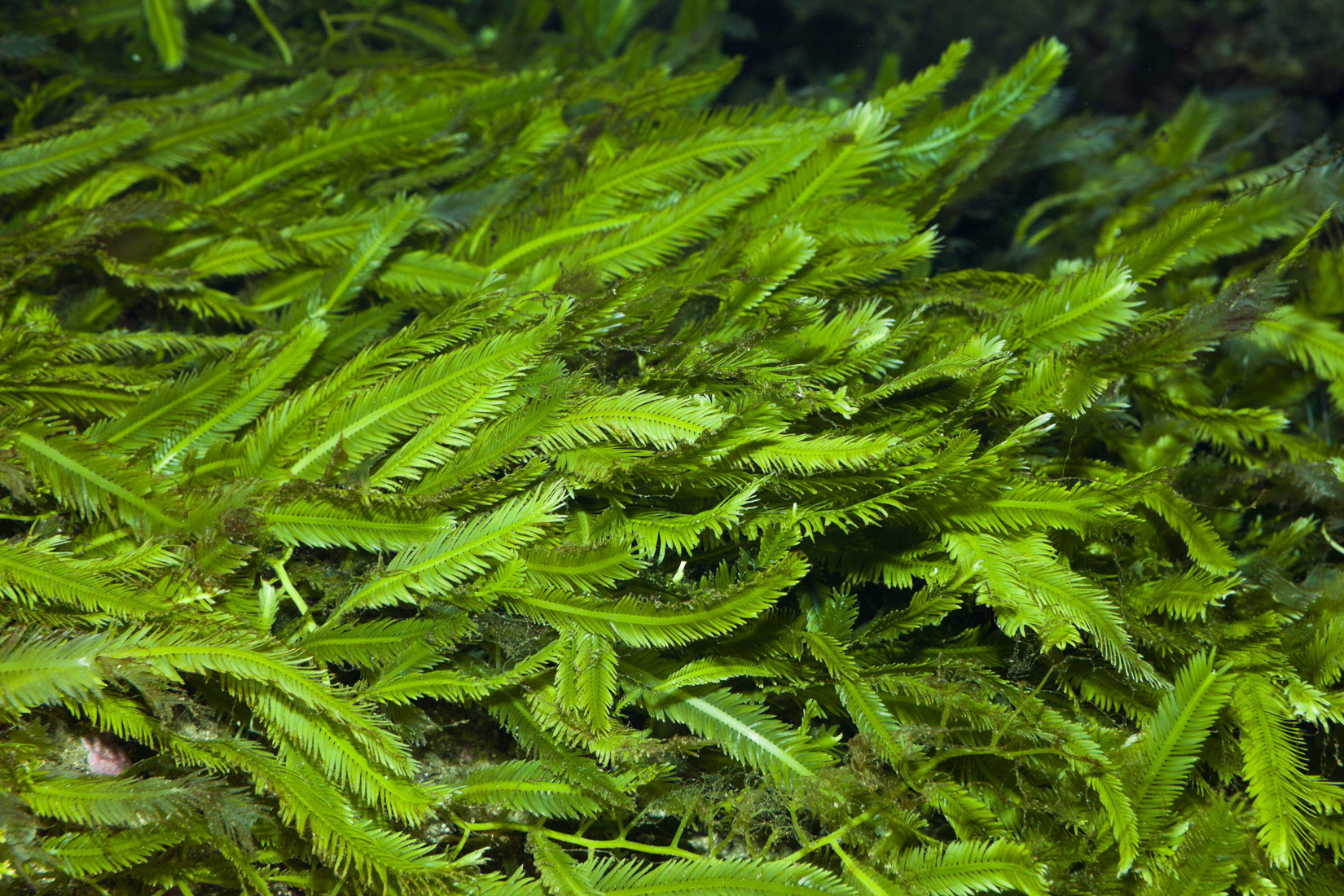 Kaulerpa