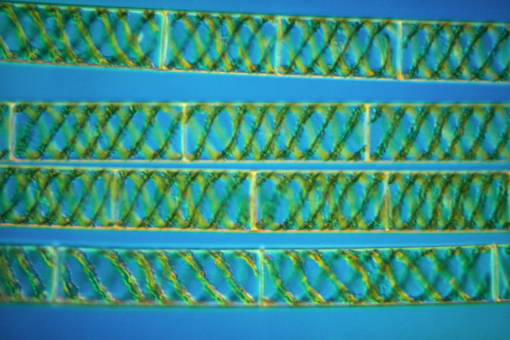 Spirogira
