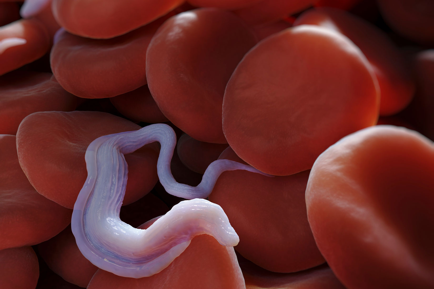 Tripanosoma (označen bijelom bojom)