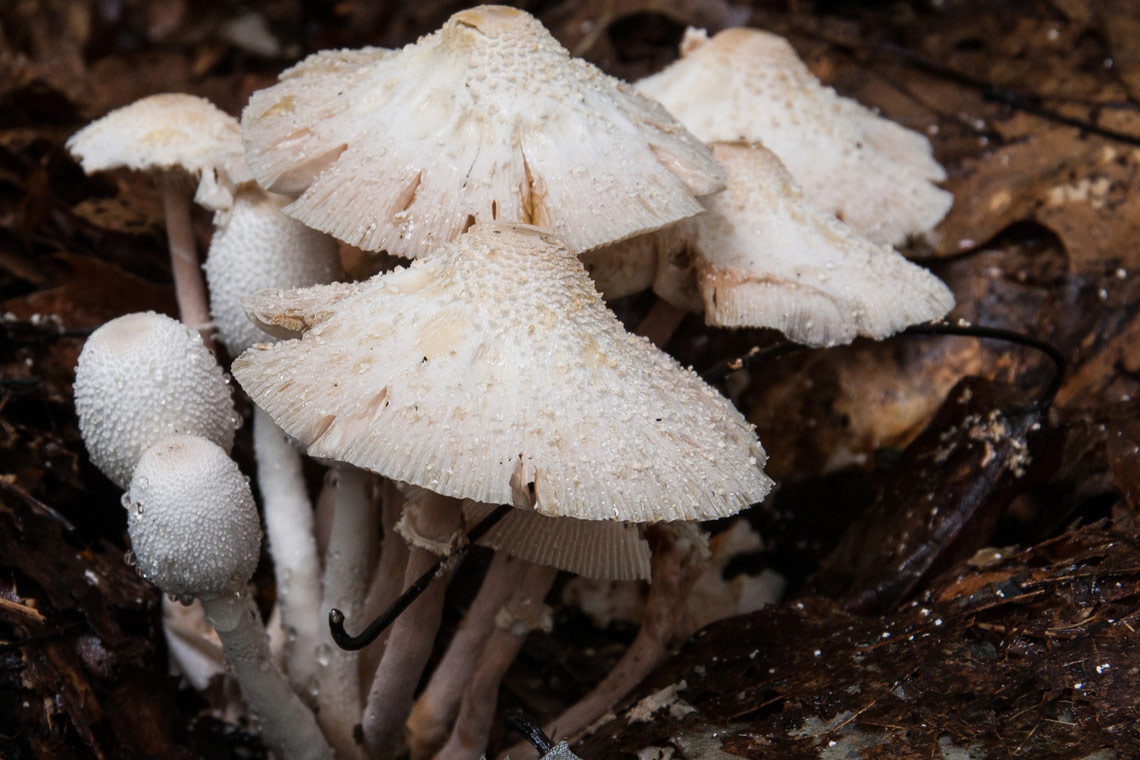U pravilu gljivari ostavljaju trećinu plodišta nađenih na nekom staništu kako bi se micelij mogao i dalje razmnožavati i rasprostranjivati sporama. Mlada plodišta se ne beru.