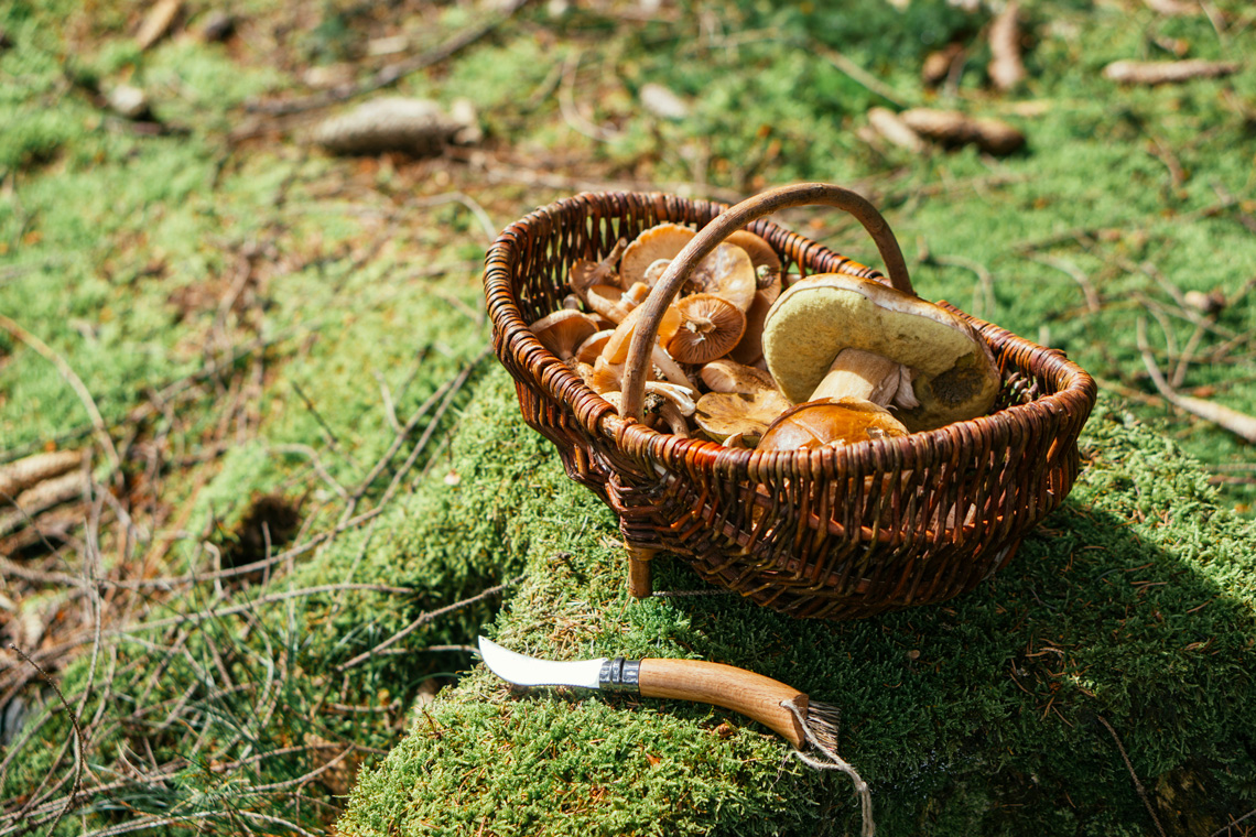 Plodišta gljiva smiju se uzimati isključivo nožem. Čupanjem plodišta može se oštetiti micelij ili njeno stanište i time ugroziti jedinku.