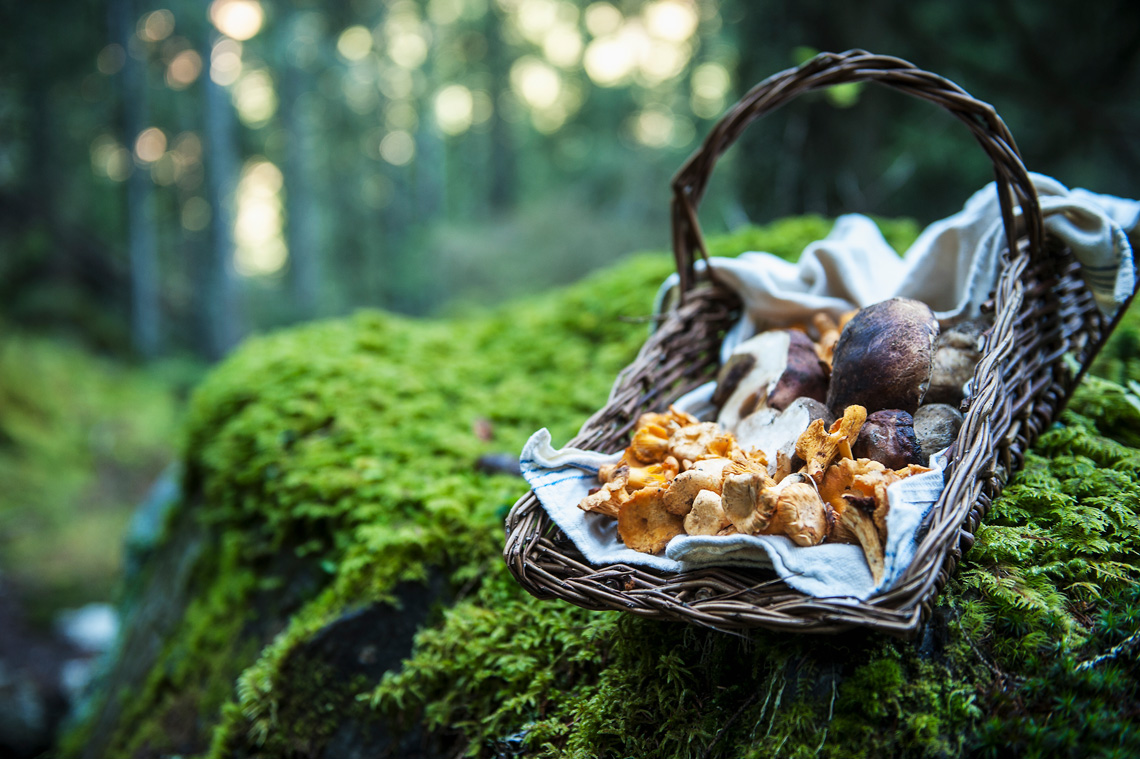 Jedna osoba u Hrvatskoj smije skupiti do 2 kilograma gljiva u jednom danu. Koje vrste gljiva prepoznajete na fotografiji?