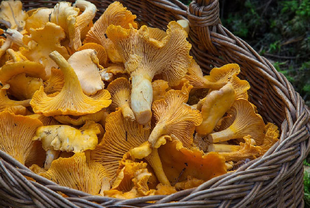 Gljive i lišajevi – znati, razumjeti i primijeniti