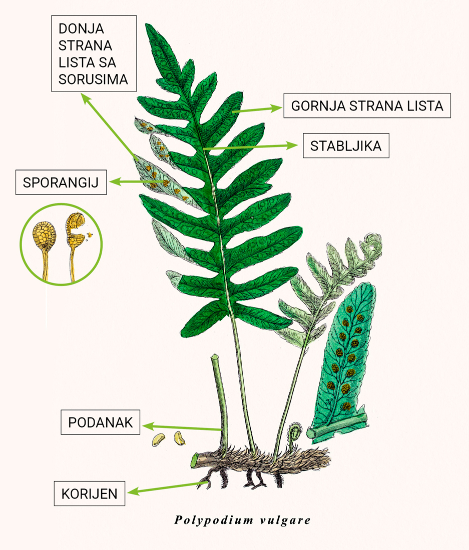 Slika 2. Građa papratnjača