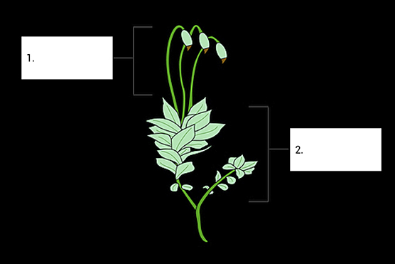 Mahovine i papratnjače – znati, razumjeti i primijeniti – Biologija 2