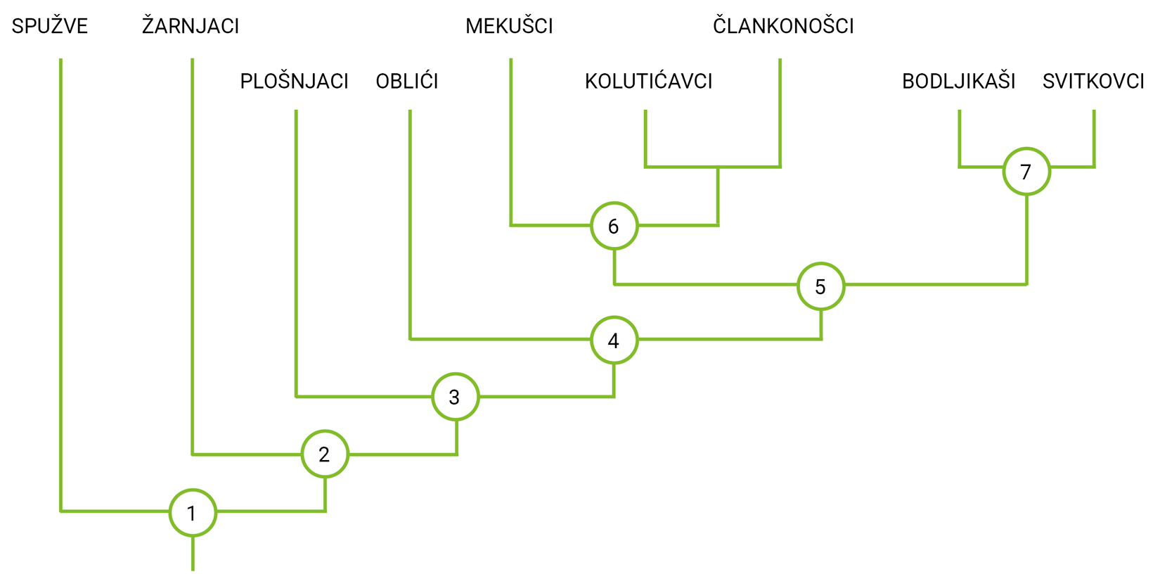 Slika 2. Kladogram najpoznatijih koljena životinja