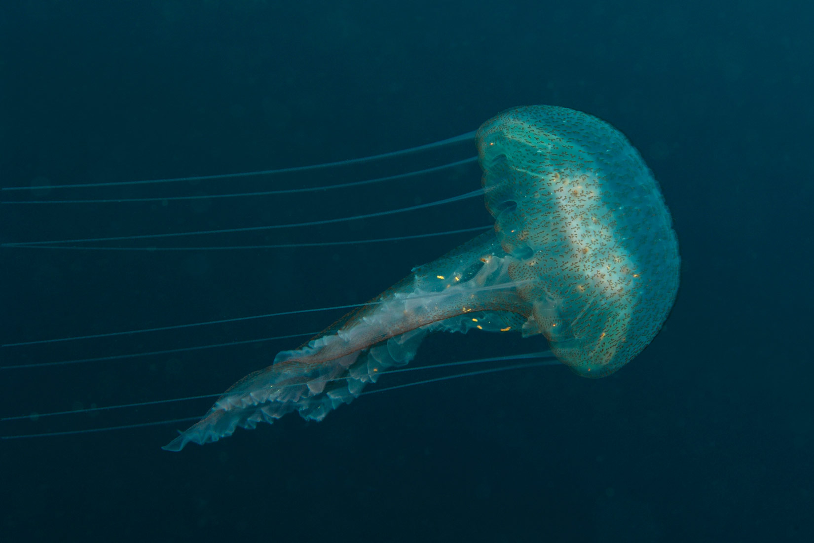 Slika 7. Morska mjesečina