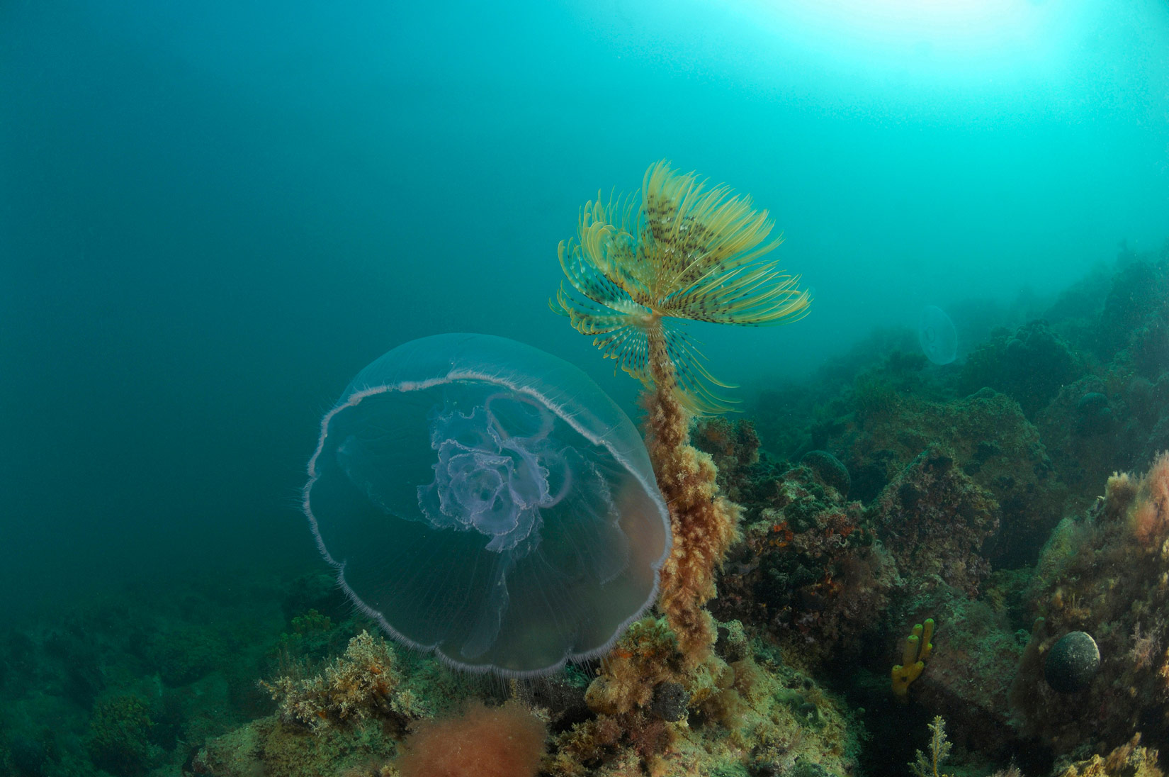 Slika 8. Uhati klobuk