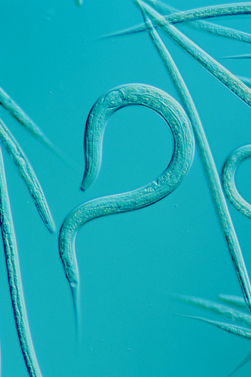 Slika 2. Jedna od mnogih vrsta nenametničkih oblića iz tla uvećana 64x