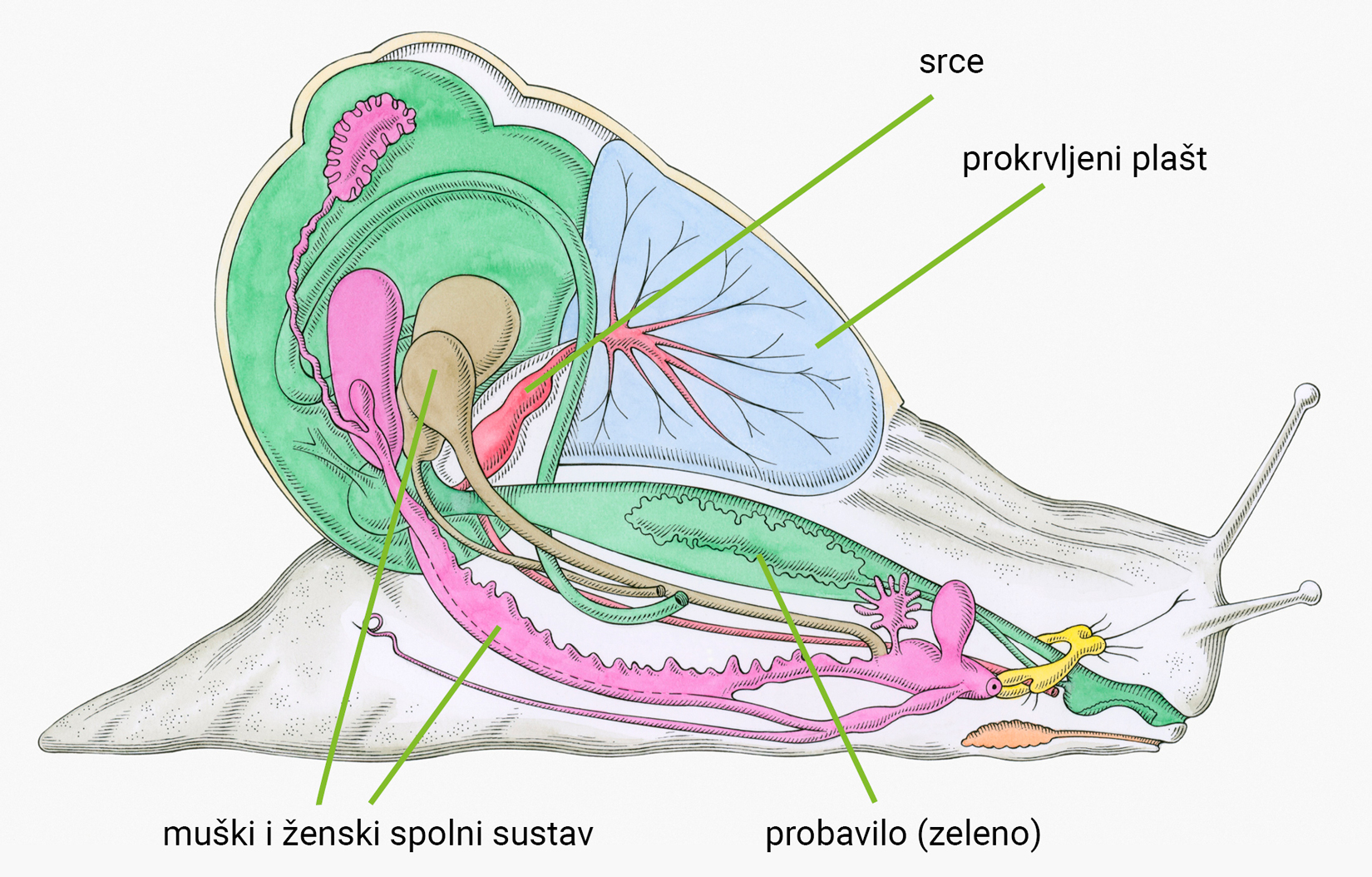 Slika 2. Unutarnji organi kopnenog puža