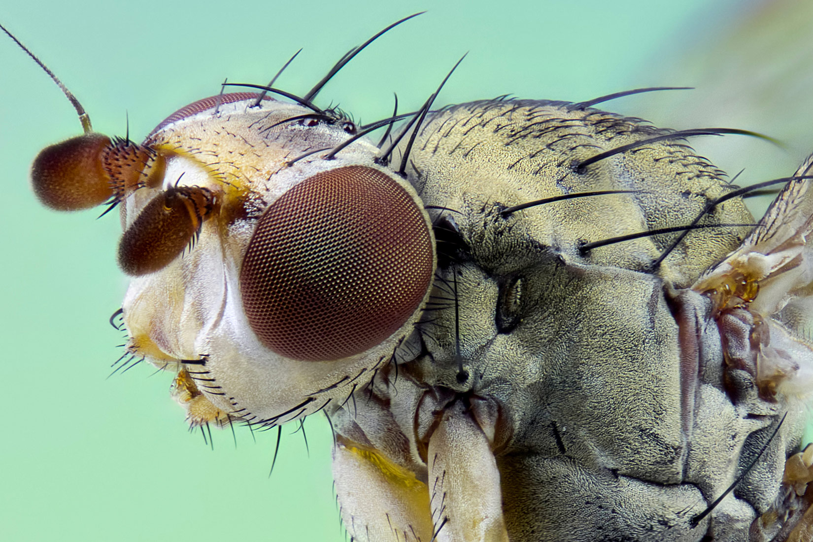 Slika 4. Složene oči muhe