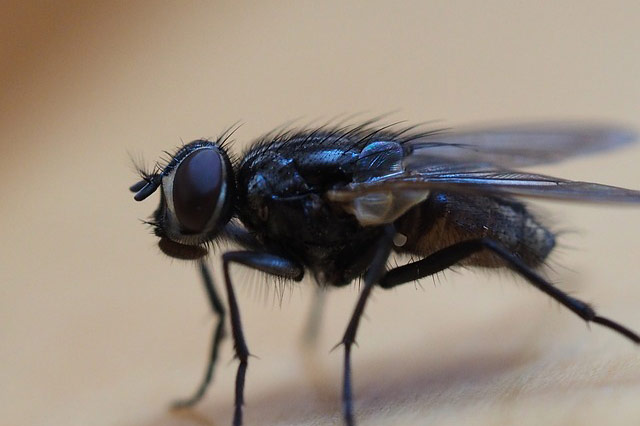 Člankonošci – Biologija 2