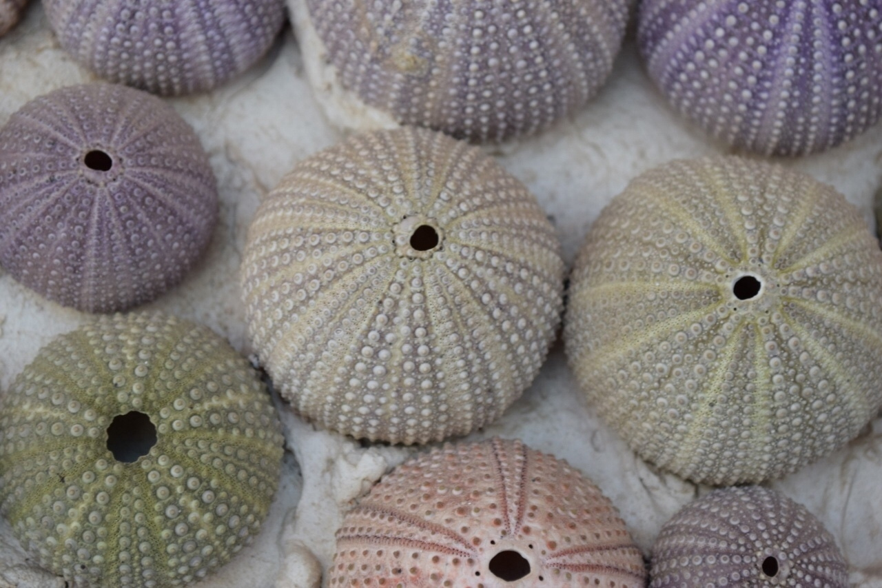 Slika 1. Ljušture ježinaca