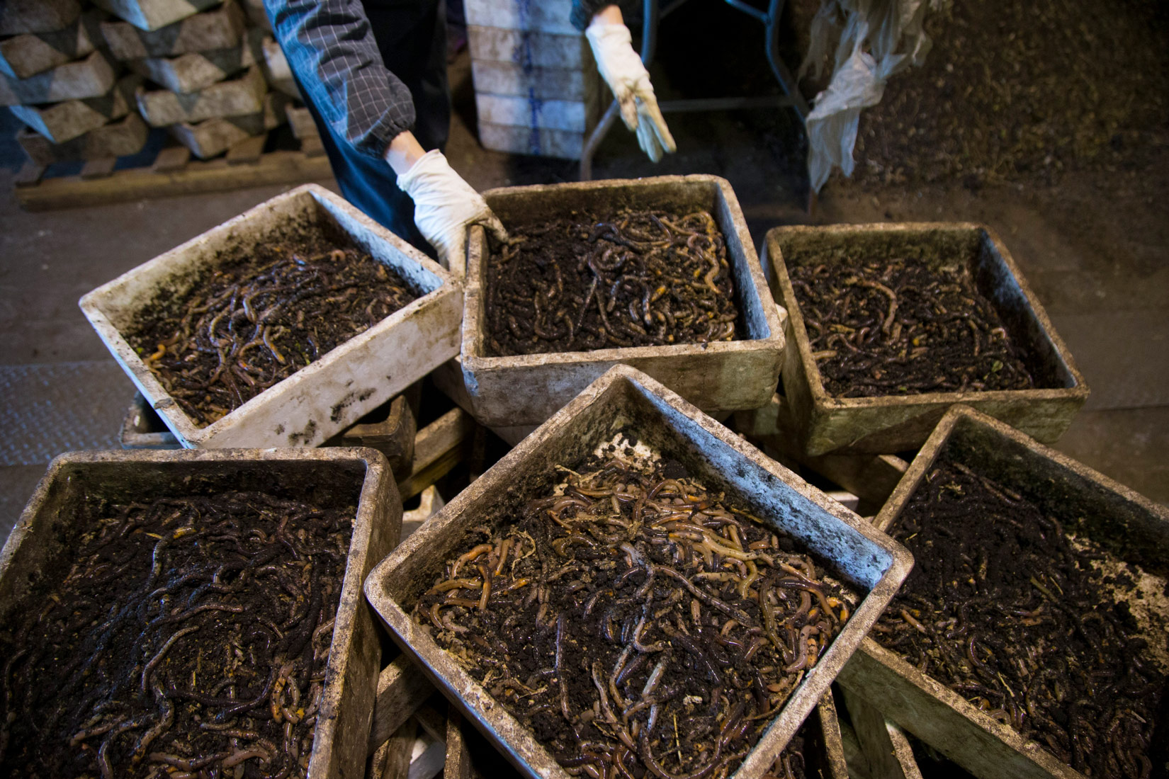 Slika 1. Uzgoj gujavica