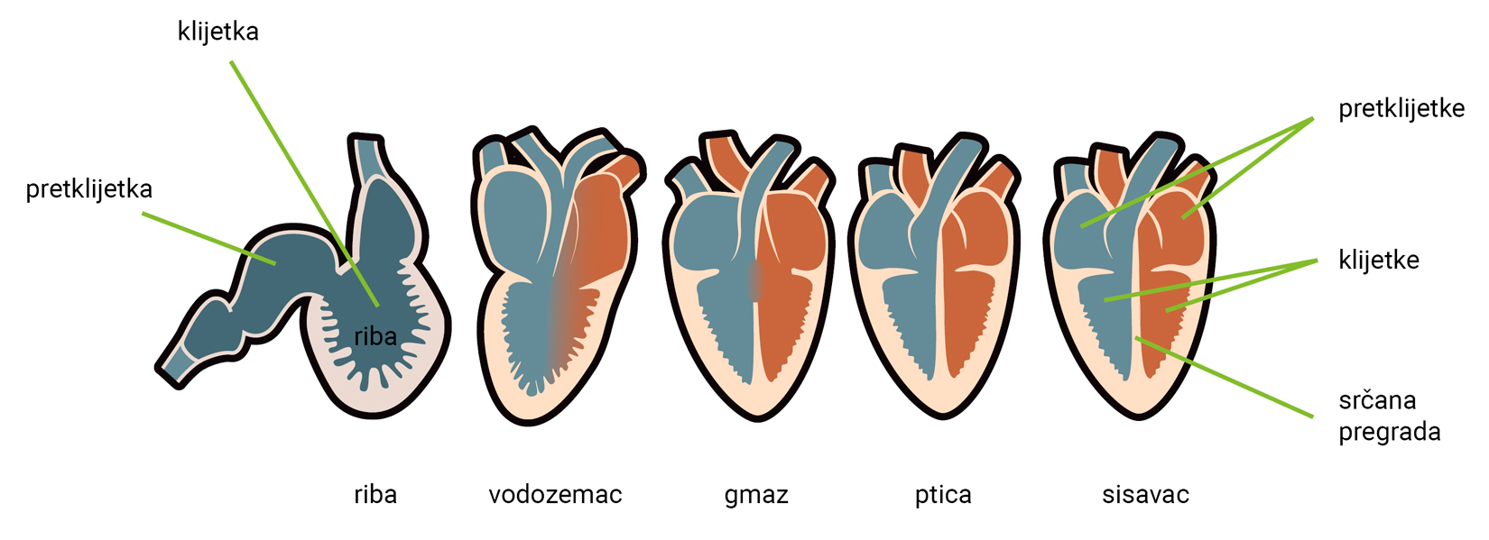 Slika 4. Evolucija srca kralježnjaka