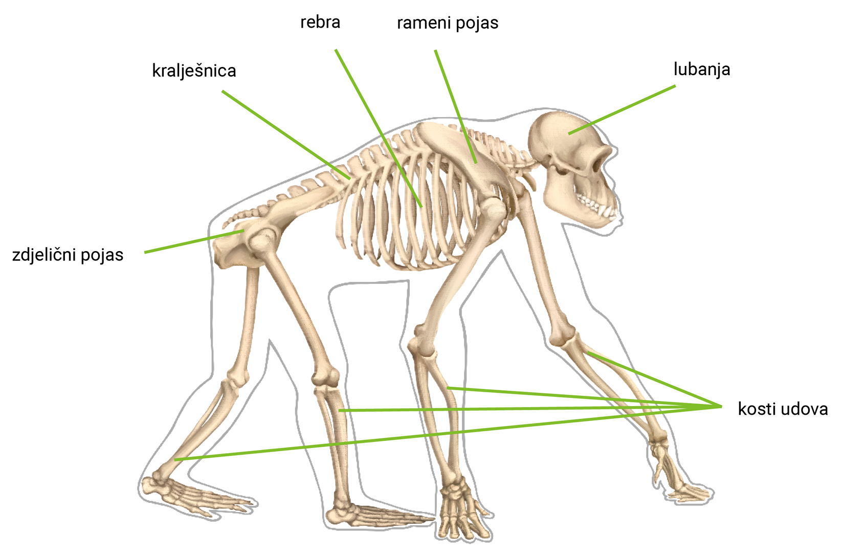 Slika 3. Kostur čimpanze