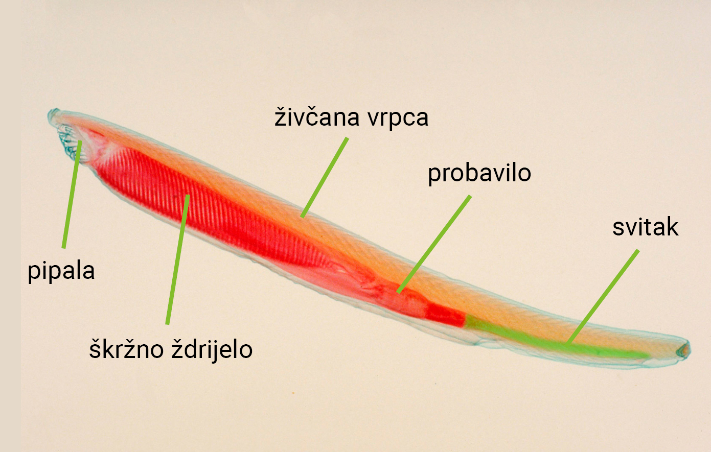 Slika 1. Građa kopljače