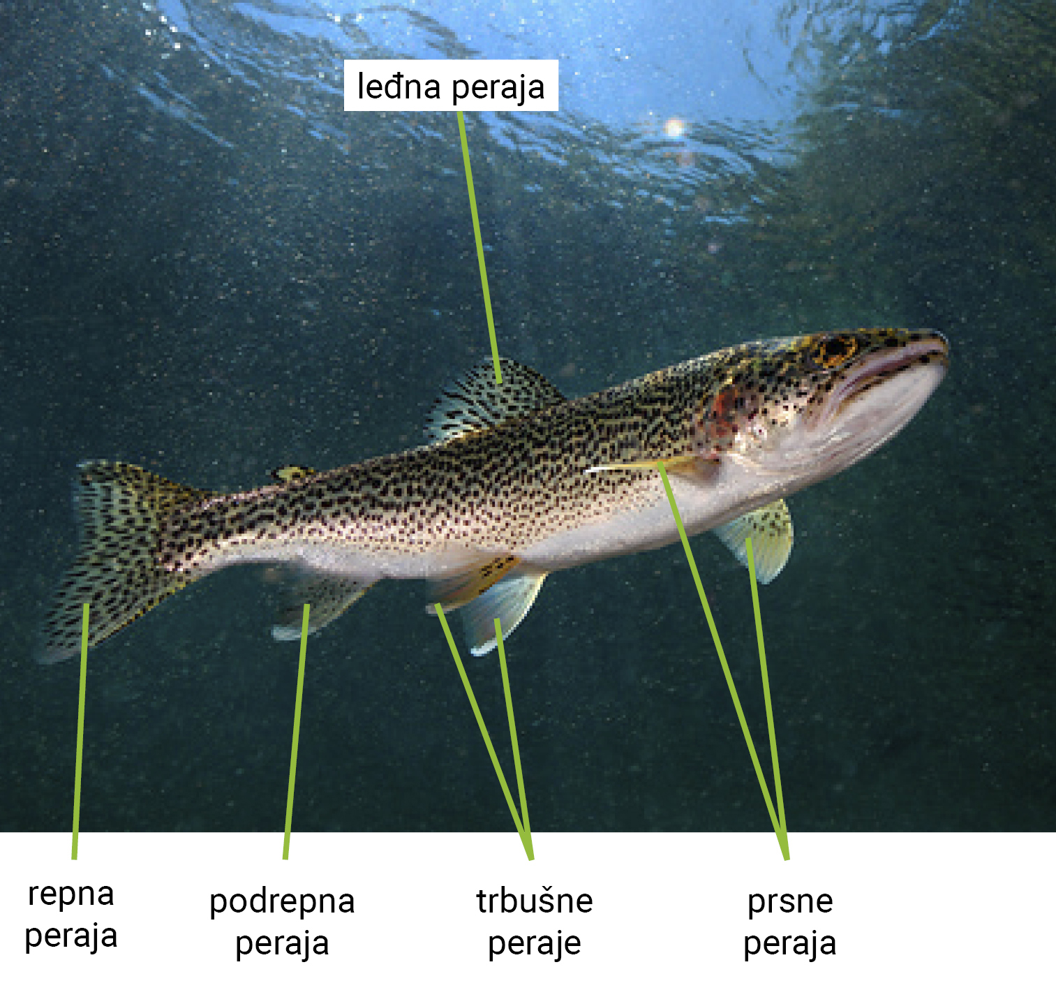 Slika 2. Peraje riba