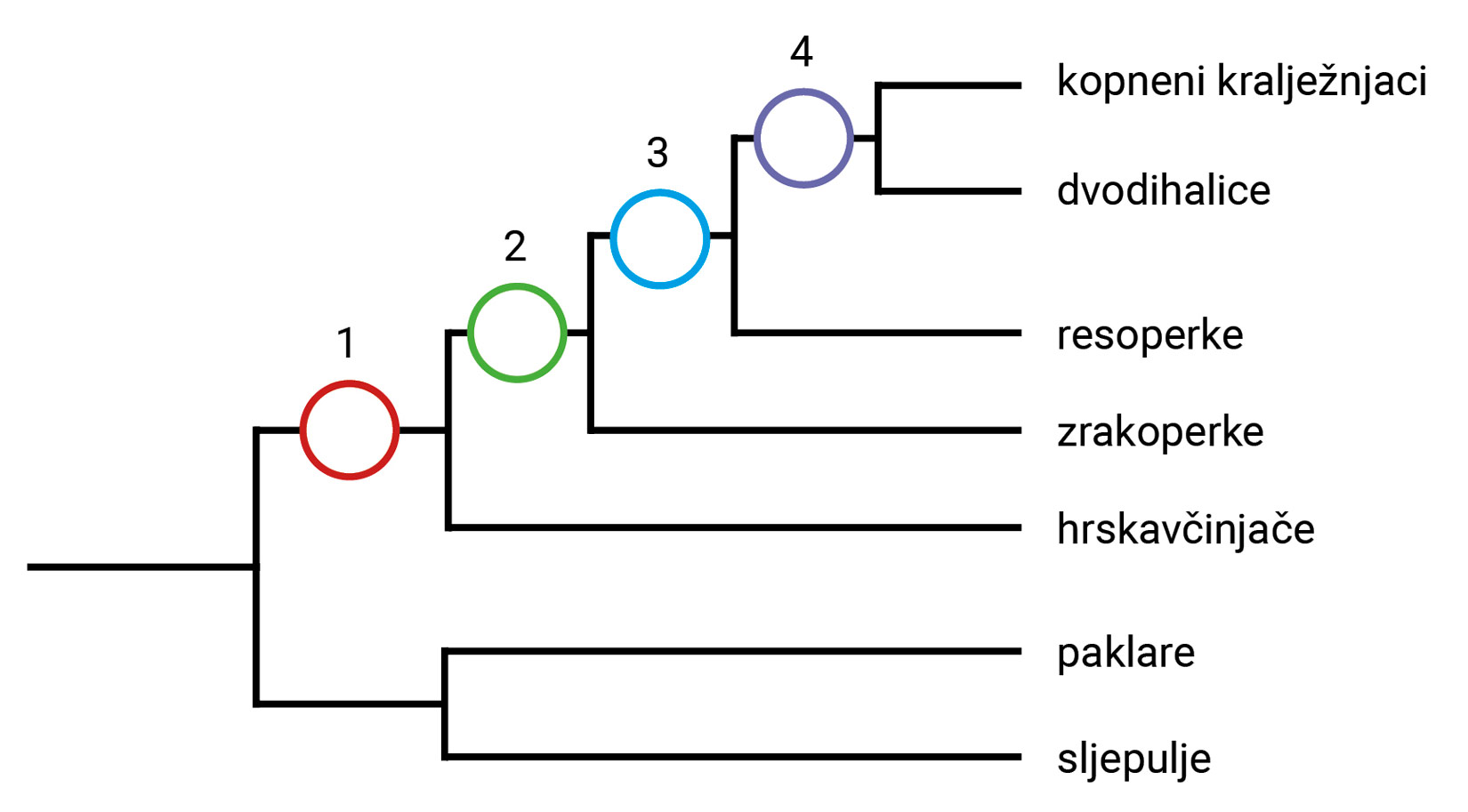 Slike 4. Kladogram različitih skupina riba