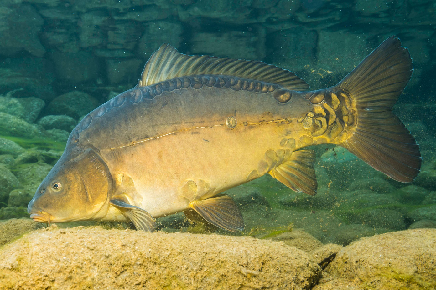 Ribe – Biologija 2