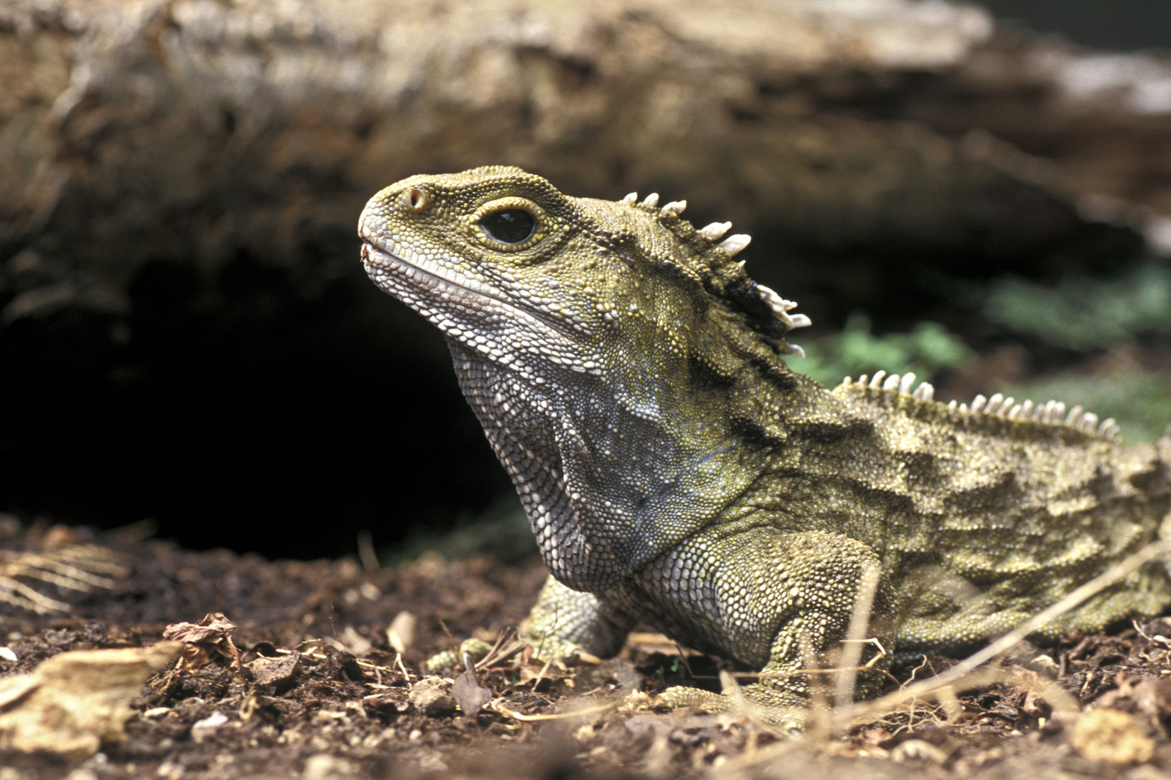 Slika 5. Pilasti premosnik