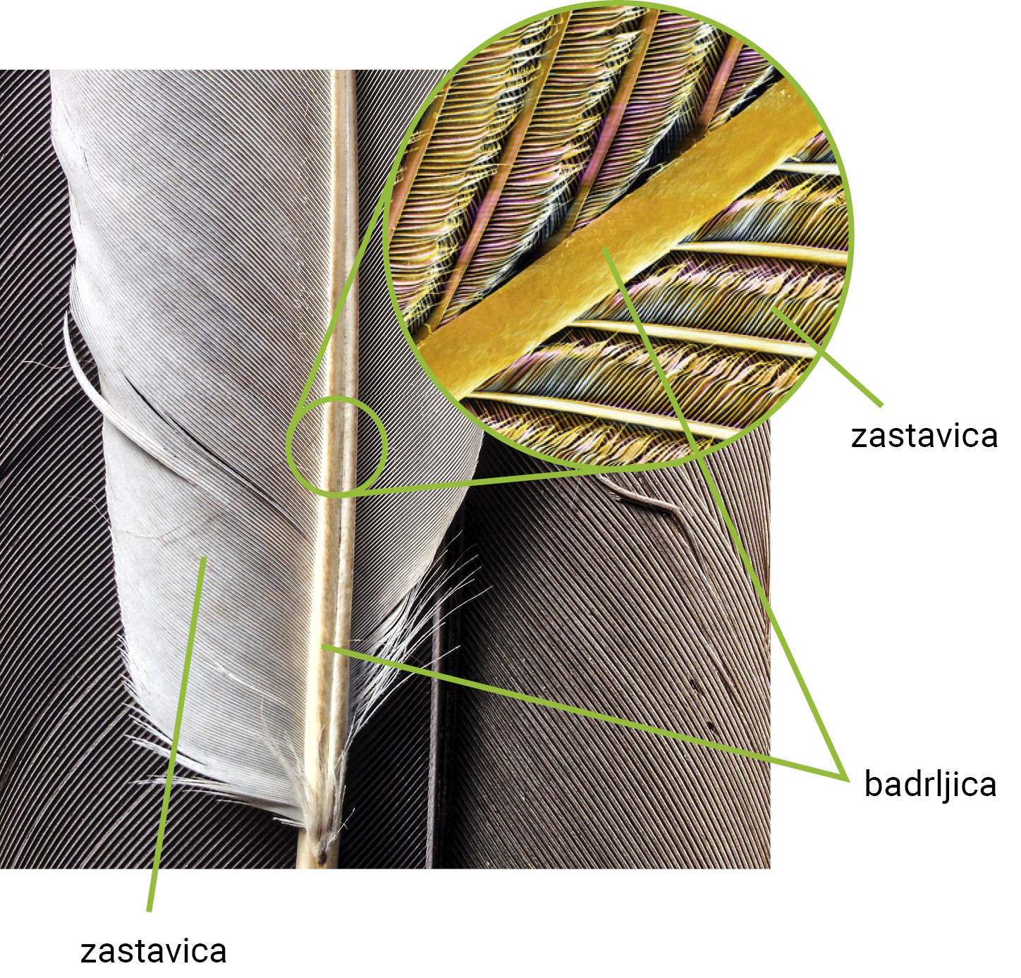 Slika 3. Građa pera ptica