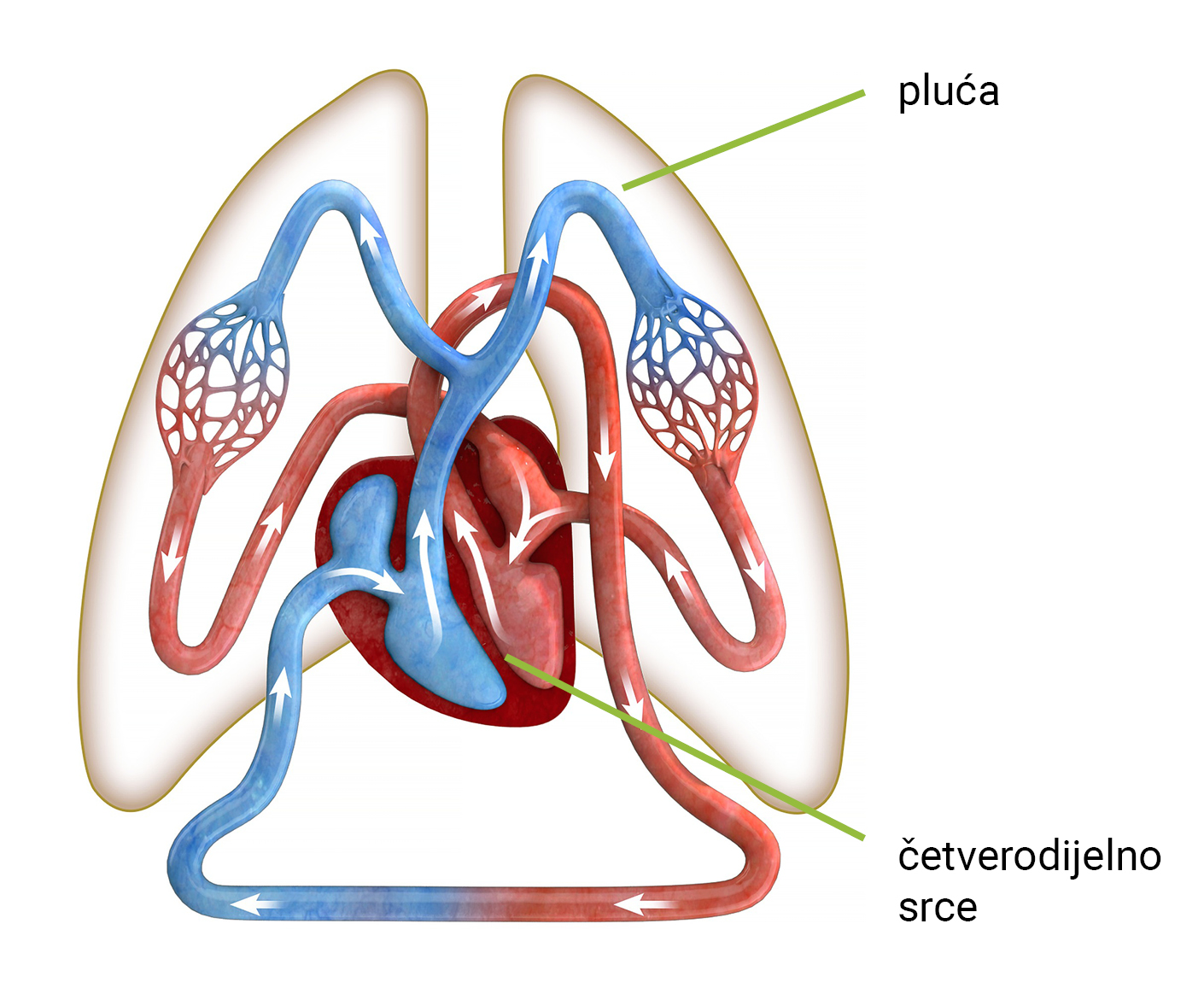 Slika 6. Krvožilni sustav ptica