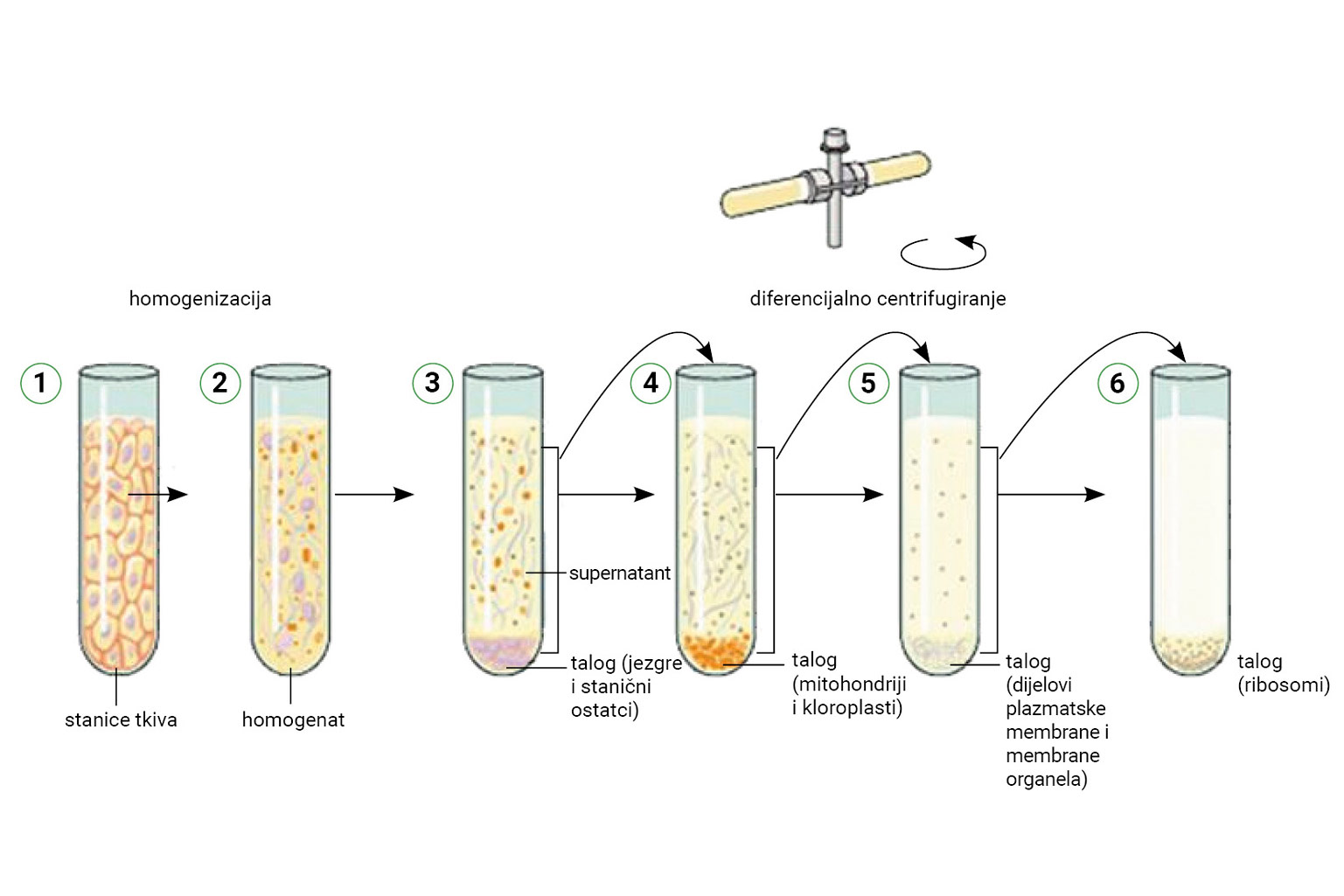 Stanično frakcioniranje