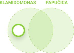 Usporedba autotrofnih i heterotrofnih protoktista - klamidomonas