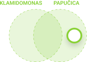 Usporedba autotrofnih i heterotrofnih protoktista - papučica