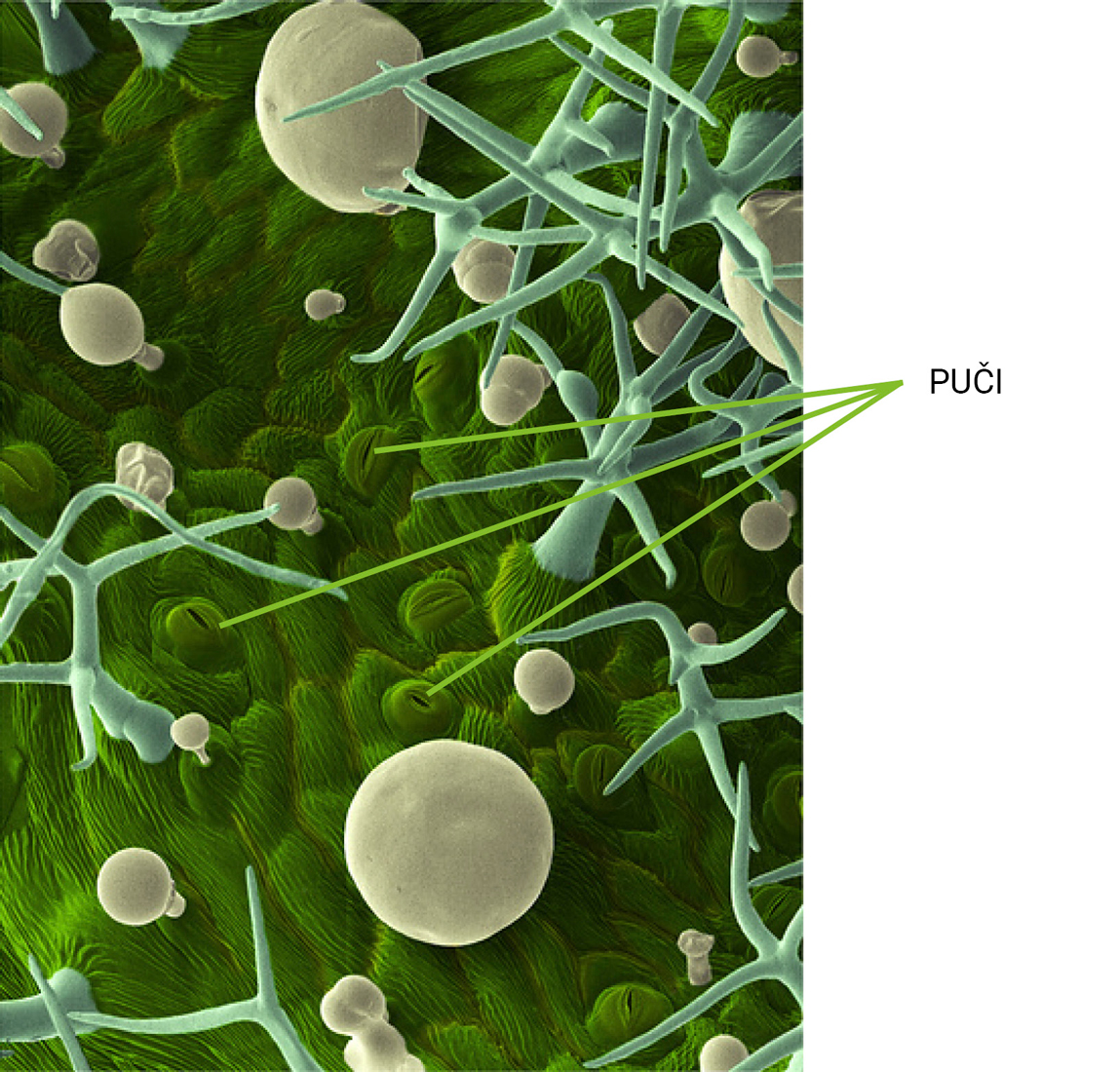 Slika 1. Donja strana lista s pučima