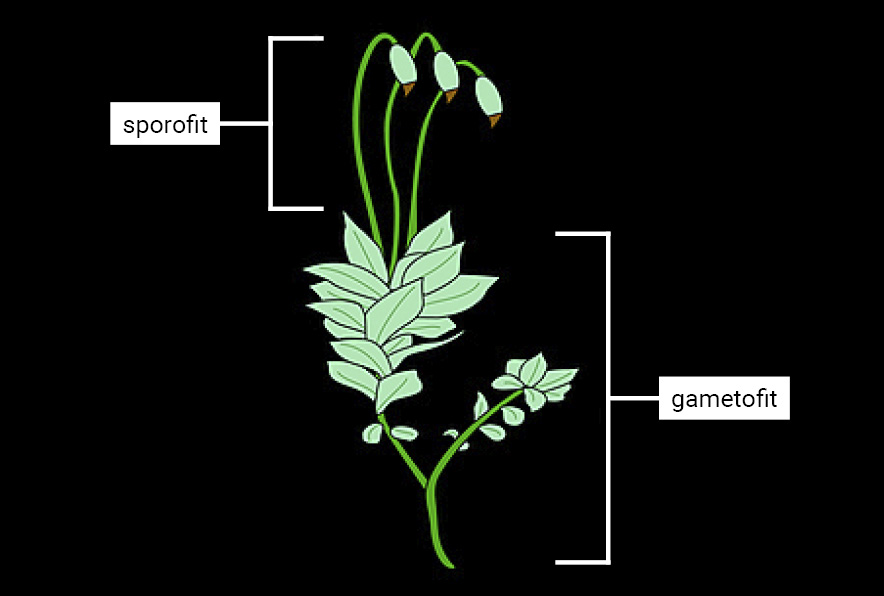 Slika 1. Vanjski izgled mahovine
