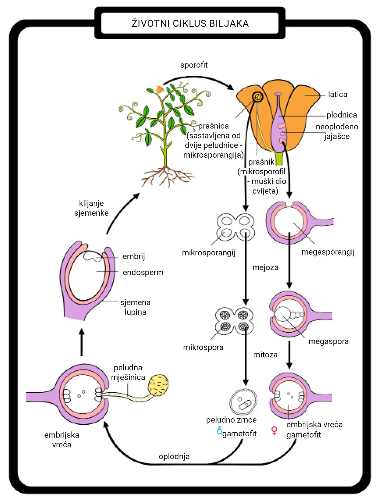 Slika 2. Životni ciklus kritosjemenjača