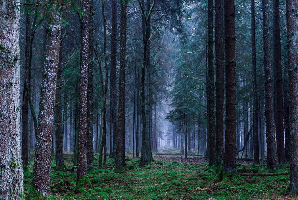 Carstvo biljaka – znati, razumjeti i primijeniti