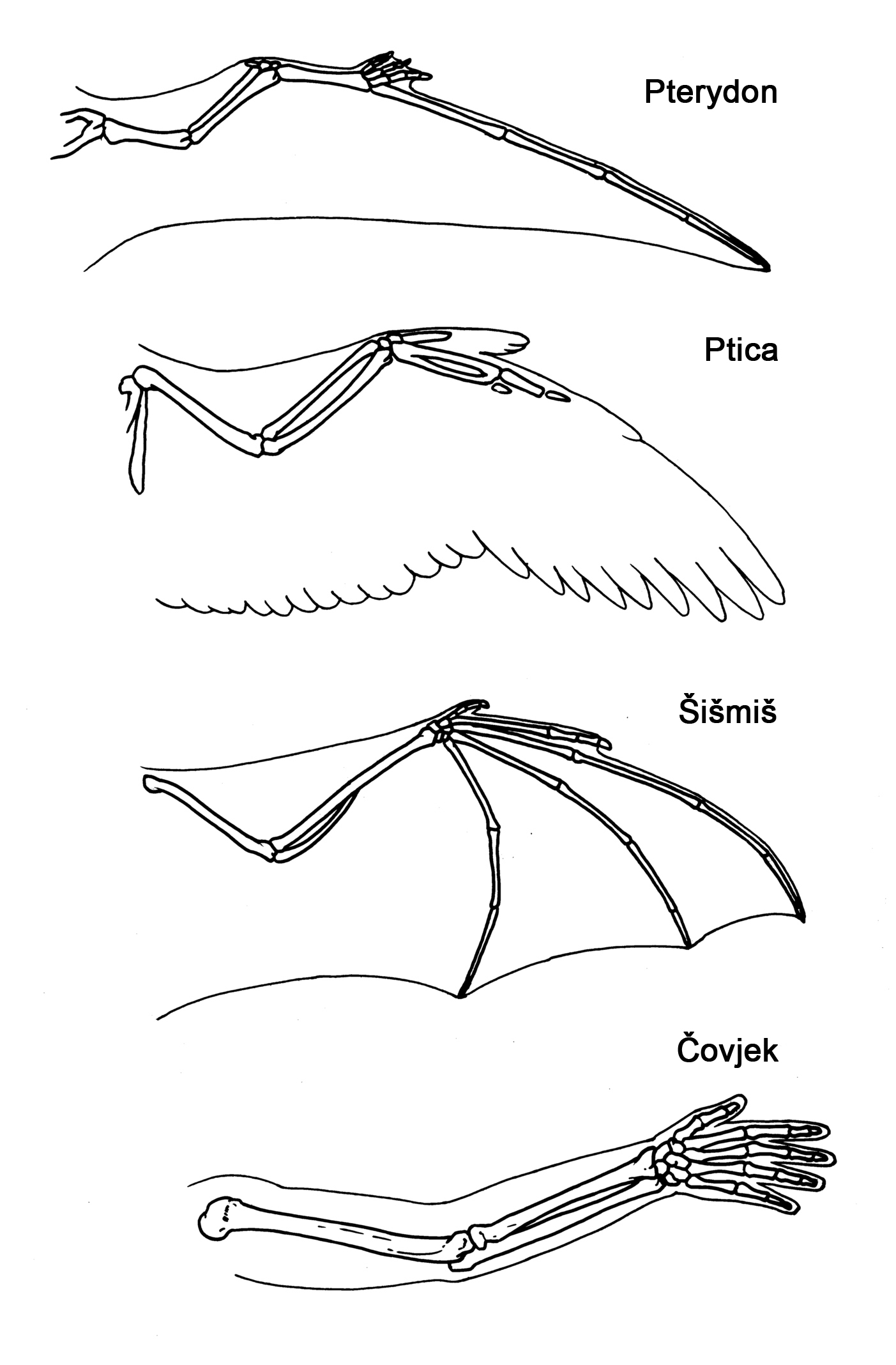 Homologni organi