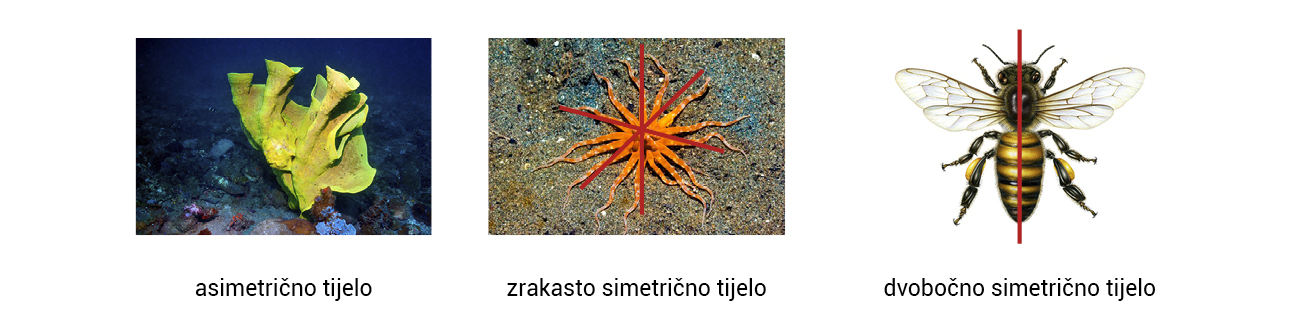 Slika prikazuje tri manje slike. Na prvoj se nalazi žuta spužva, na drugoj crvena zmijača, a na trečoj pčela.