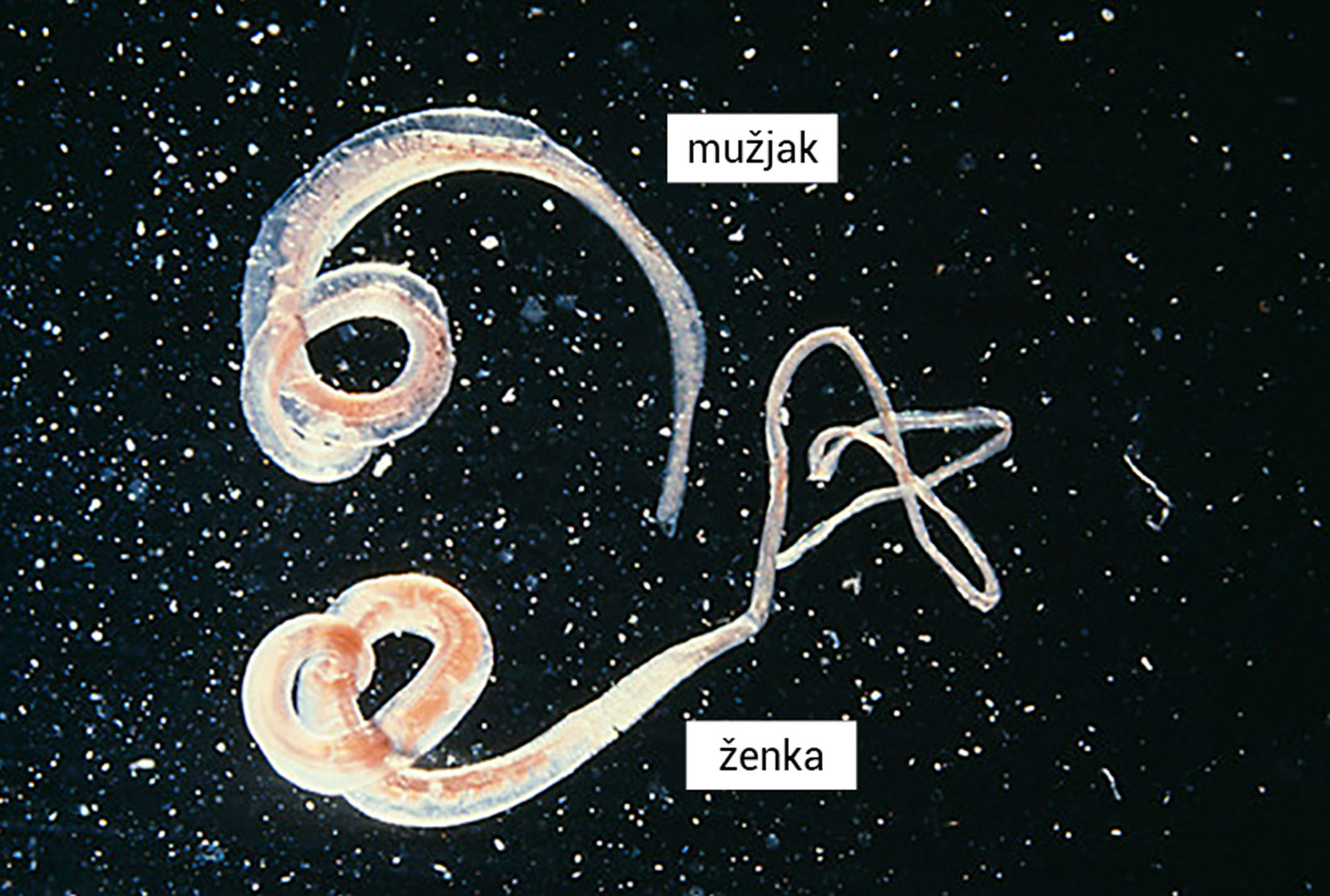 Slika prikazuje dva sklupčana prozirna „crvića“ s crvenkastim i plavim odsjajem.