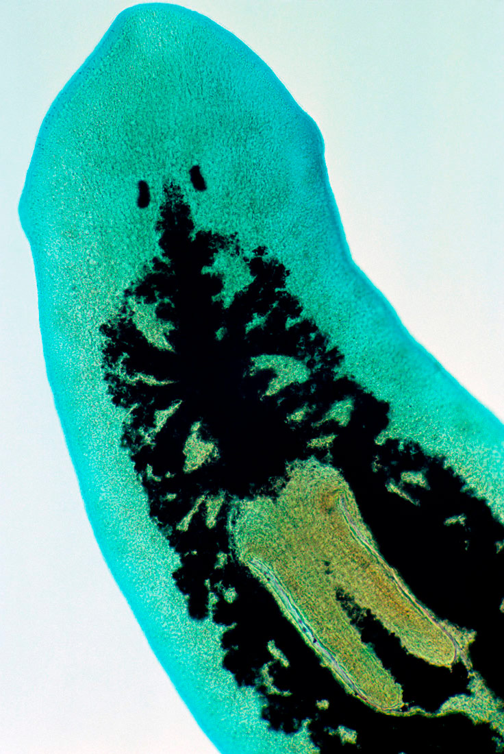 Slika prikazuje plosnati vodeni organizam - virnjaka. Glavnina tijela je svijetlo plave boje, a na leđima se nalazi crni uzorak.