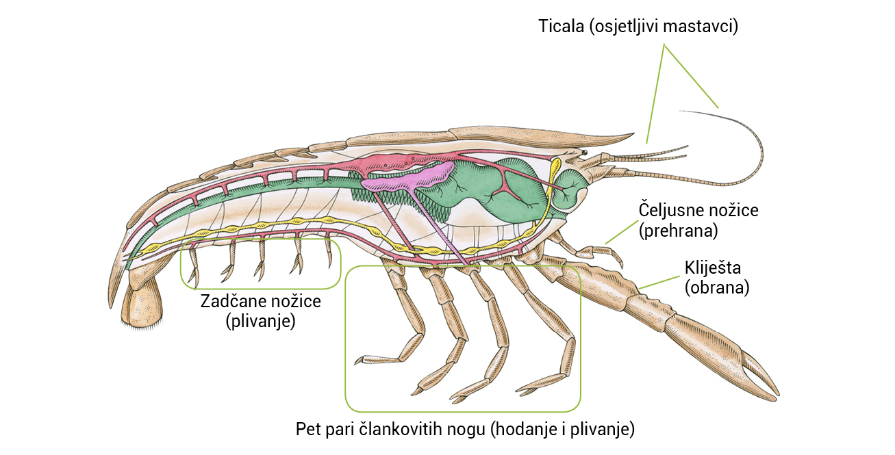 Ilustracija prikazuje poprečni presjek raka. Označeni su dijelovi tijela i različito obojeni organski sustavi.
