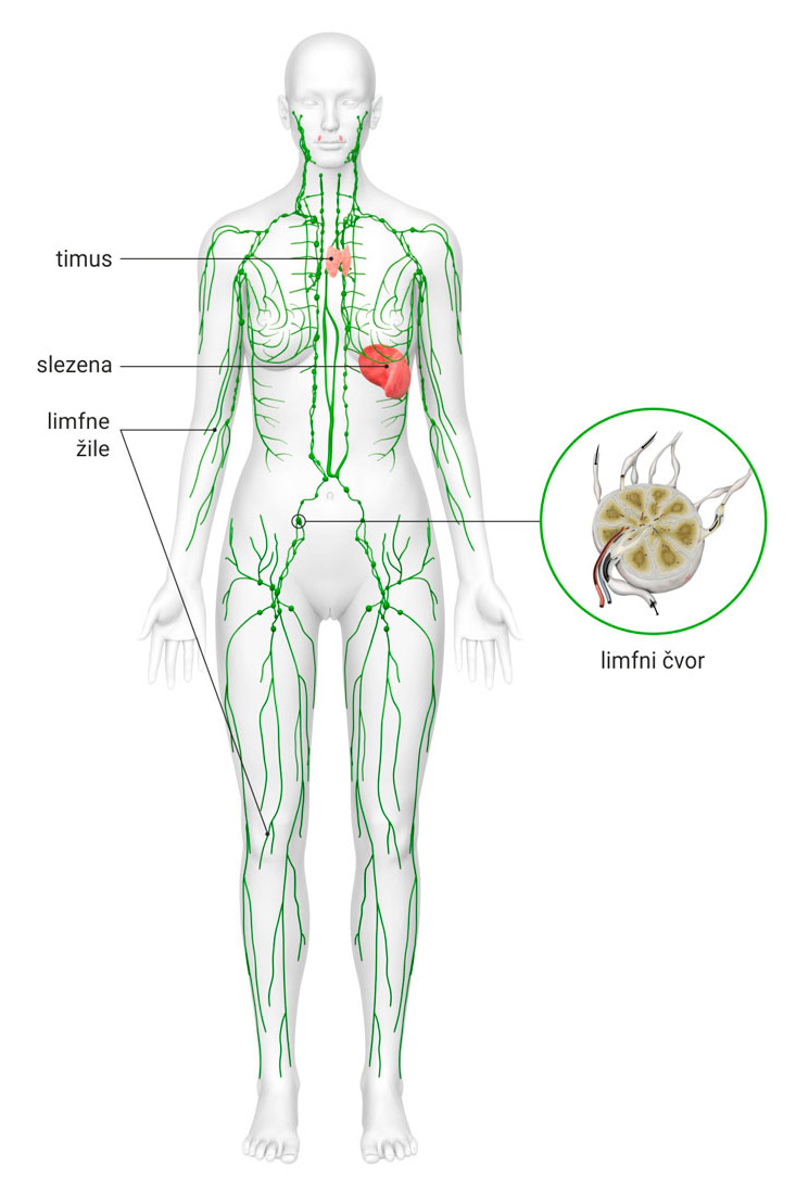 Slika prikazuje skicu žene. Na njoj su istaknute limfne žile, limfni čvorovi te slezena i timus. Najviše limfnih čvorova ima na području prepona te na prijelazu s vrata prema donjoj čeljusti.