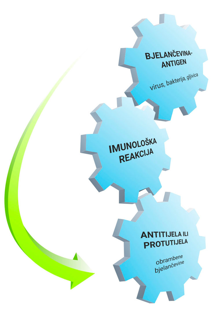 Na slici su prikazana tri plava nacrtana zupčanika jedan ispod druge koji se okreću od gore prema dolje. Prvi zupčanik ima natpis bjelančevina - antigen ispod koje piše virus, bakterija i gljivica, drugi zupčanik ima natpis imunološka reakcija, a treći antitijela ili protutijela ispod kojih piše obrambene bjelančevine.