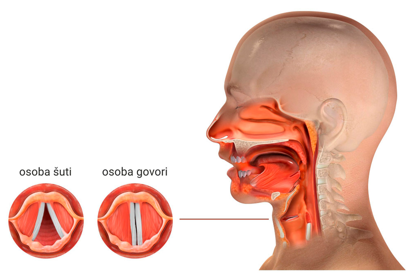 Nacrtana je glava i presjek gornjih dišnih puteva, a izdvojena u dva kruga se vide glasnice. Kad osoba šuti glasnice su opuštene i raširene. Kad osoba govori, glasnice se skupljaju.