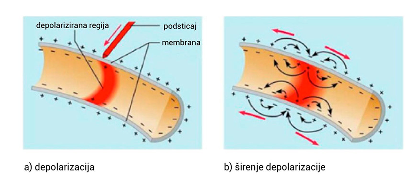 Slika prikazuje presjek živčane stanice u dvije slike. Na prvoj je slici unutar stanice naboj negativan svuda osim na jednom dijelu gdje je pozitivan, taj dio je označen crvenom bojom. izvana je naboj svugdje pozitivan osim na crvenom dijelu gdje je negativan. Na sljedećoj slici prikazano je širenje tih negativnih dijelova s vanjske strane i pozitivnih s unutarnje pa je veći dio stanice označen crvenom bojom. To se zove depolarizacija.